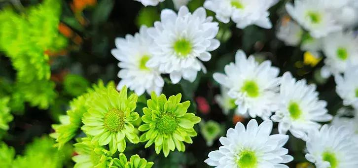 50种鲜切花花语大全，一定有你不知道的，赶紧收藏吧！