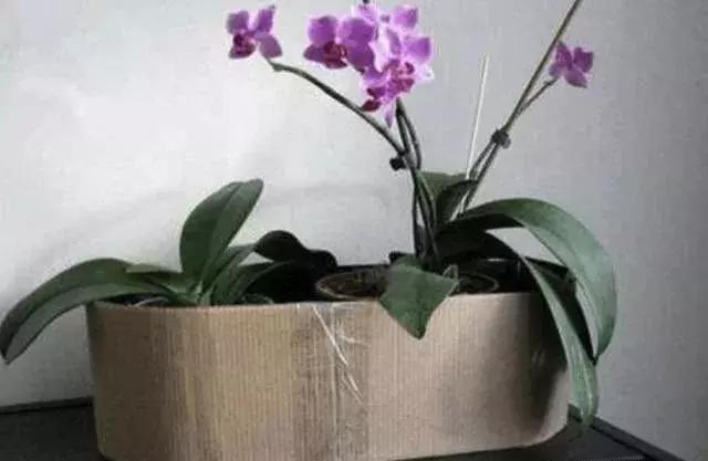 花卉冬天给根部保暖能安全越冬吗,冬天花卉塑料袋保暖方法