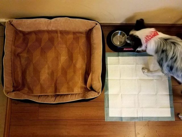 探秘2500亩魔都后花园!欧式别墅独栋、宠物乐园、动物农场高尔夫