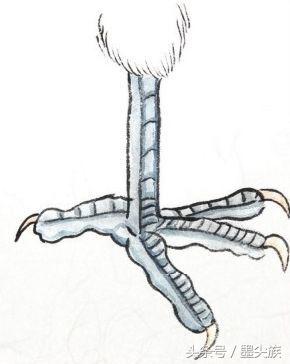 禽鸟脚爪结构图大全,鸟爪子的画法和技巧