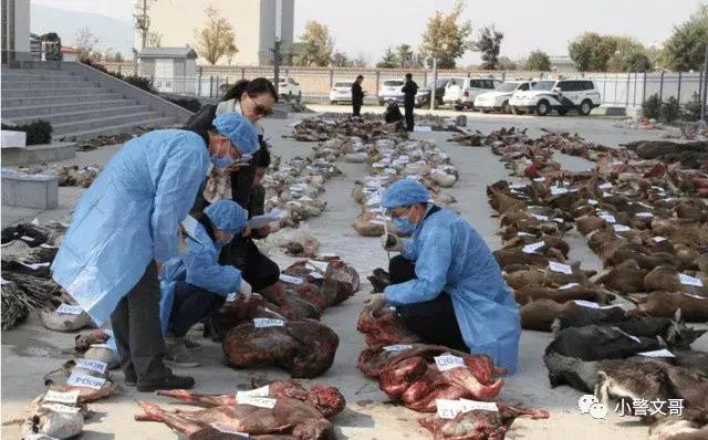普通野鸡会犯法么,把野鸡弄死会坐牢吗