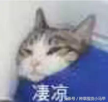 13个大牌圣诞限定再不买就晚了,圣诞节限量版有必要买吗