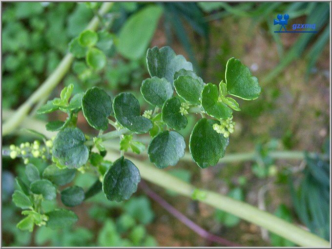 石油菜中药别名,野生石油菜图片及功效