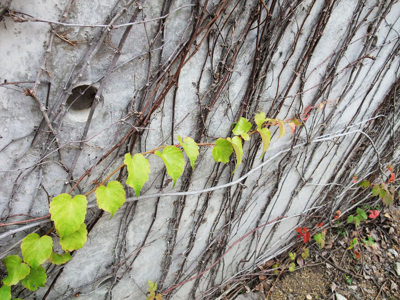 穷驴旅游,港囧游香港