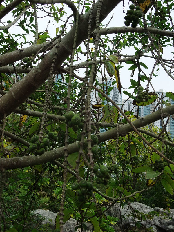 穷驴旅游,港囧游香港