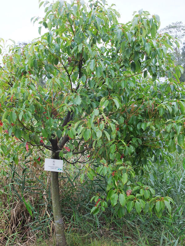穷驴旅游,港囧游香港