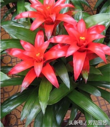 鸿运当头花谢了,鸿运当头花谢了的视频