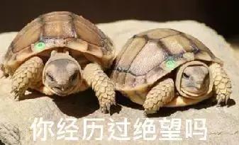 放生1瓶矿泉水，解救八万四千虫？矿泉水厂：你家水里才有虫！