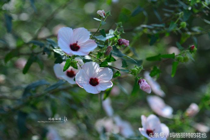 日系小清新高砂芙蓉,高砂芙蓉