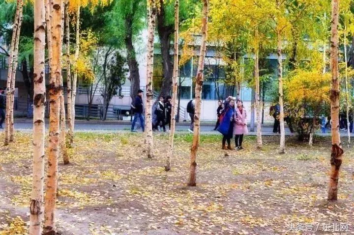 哈尔滨高校打卡,哈尔滨的风向标著名打卡地