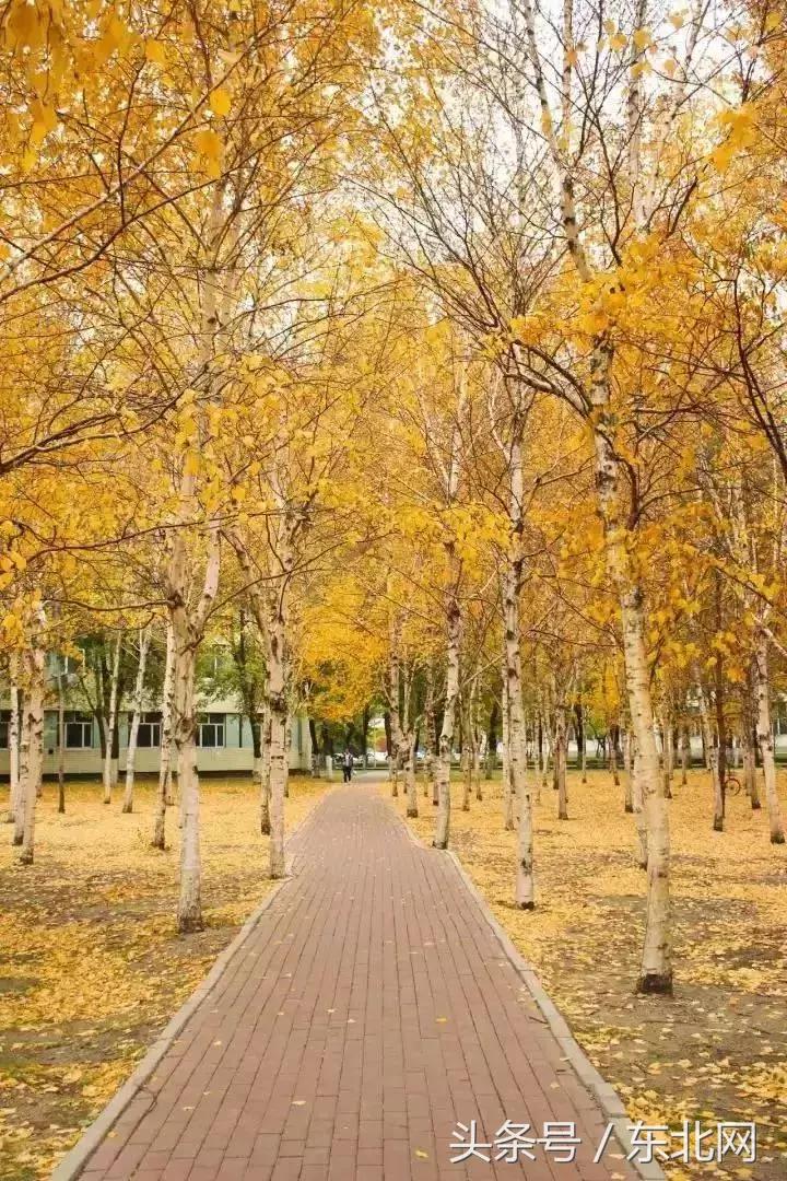 哈尔滨高校打卡,哈尔滨的风向标著名打卡地