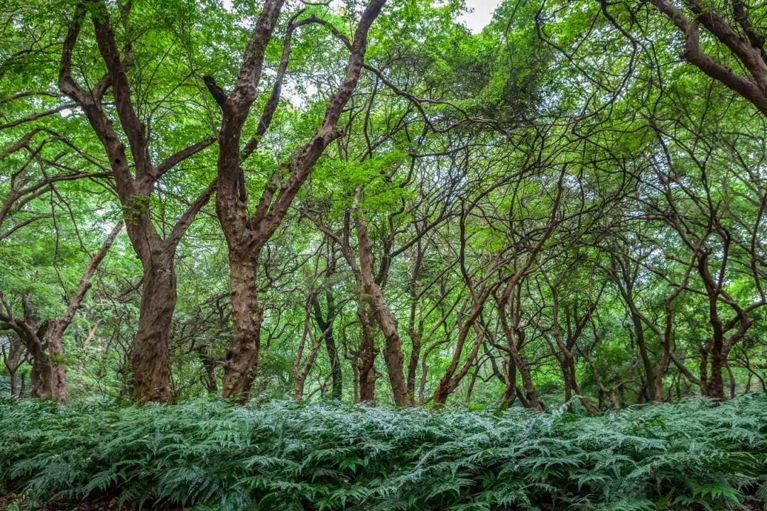 报名开启｜越过江华山丘，至美方休！