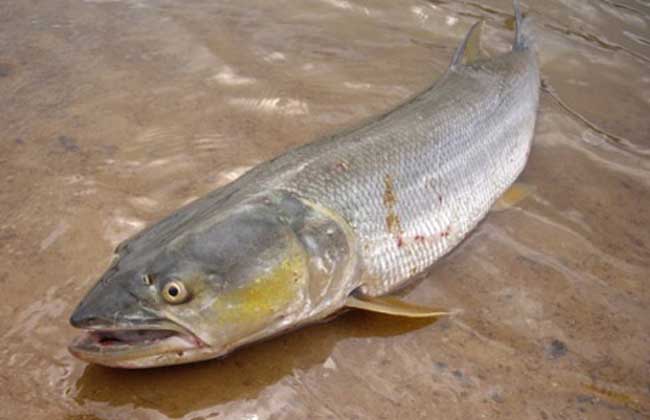 来来来钓友们快看看，文中的淡水鱼被你们钓出了几种？