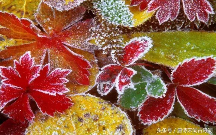 霜降来了天气寒,霜降来了柿子红了