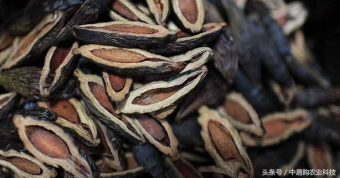 槟榔加烟什么危害,槟榔加烟的危害到底有多大