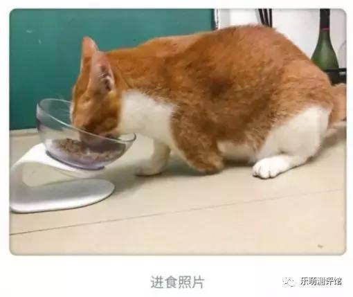 金装猫粮哪种最好,性价比高的猫粮测评真实