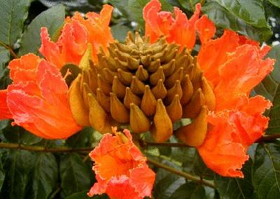 各国花图片,各国花大全