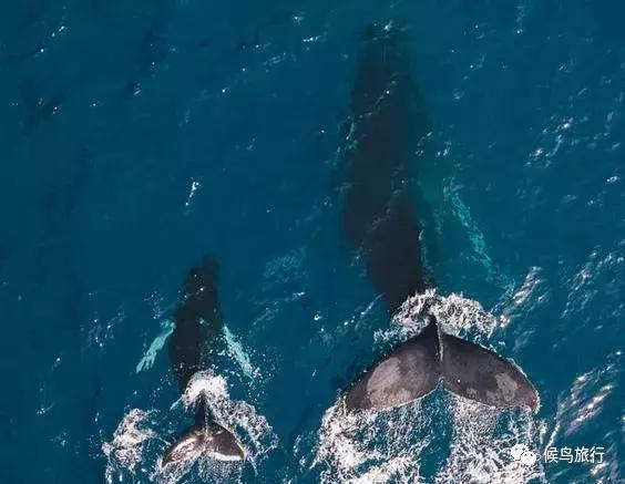 出海看到蓝鲸的感受是什么,当你下海看见一只虎鲸感觉是什么