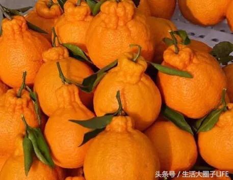 它是一种非常特别又罕见的水果,这种水果只有南方人没吃过