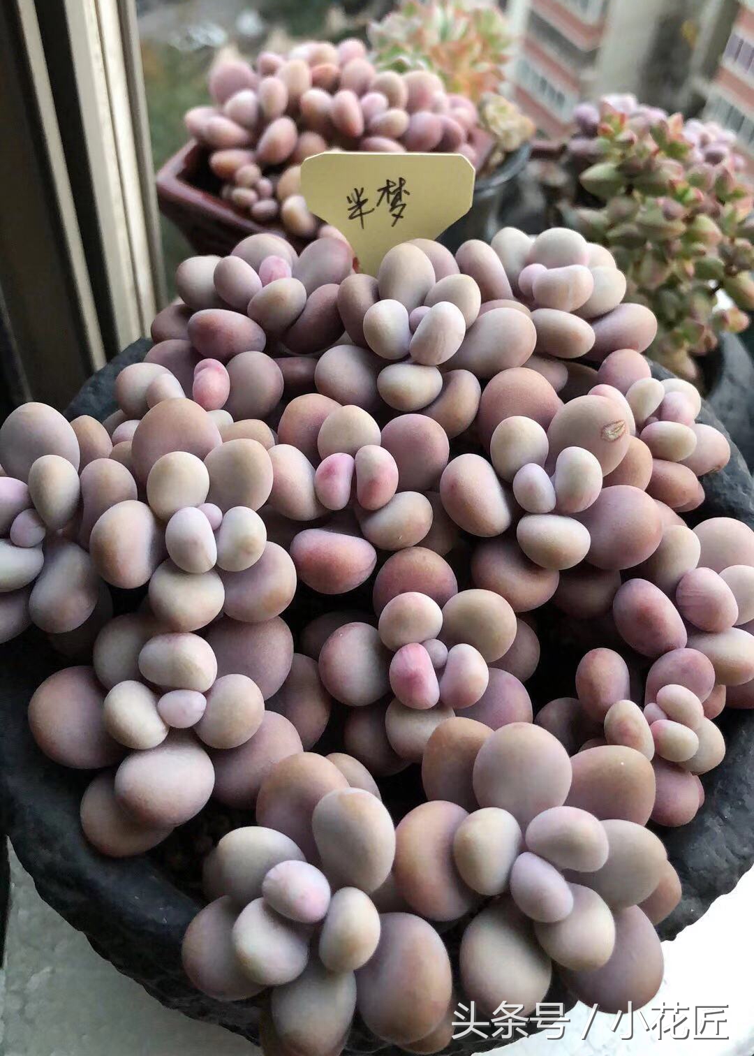 多肉有小虫子怎么办,小黑飞介壳虫多肉