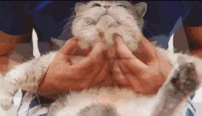 天猫精灵喵控智能,天猫精灵机器人推荐