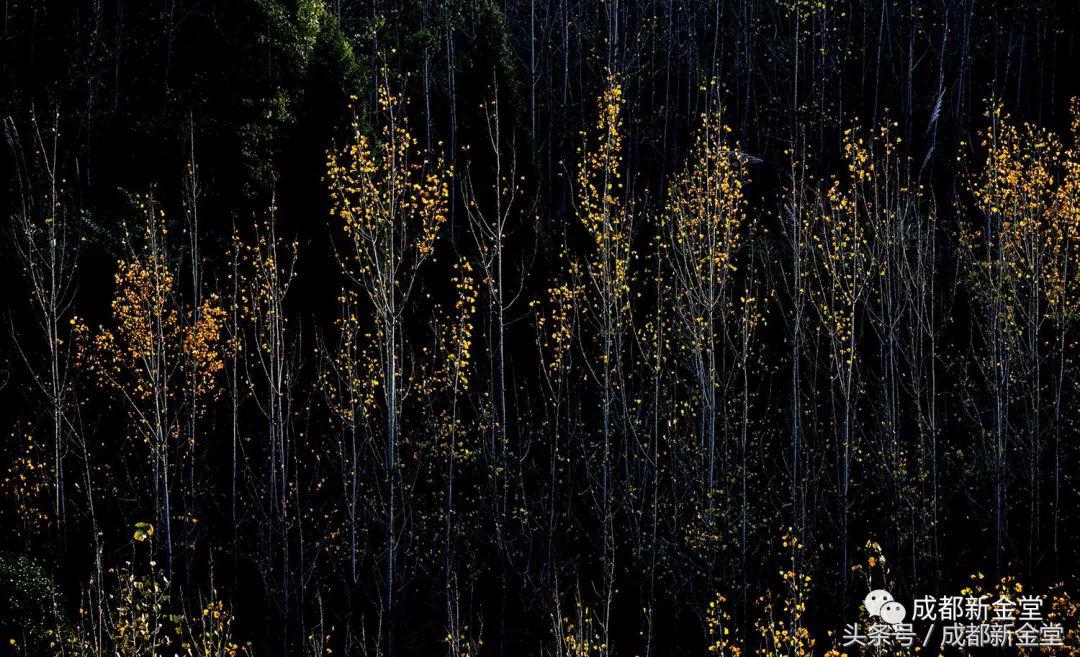 金堂秋色,秋天金堂十大必去景点