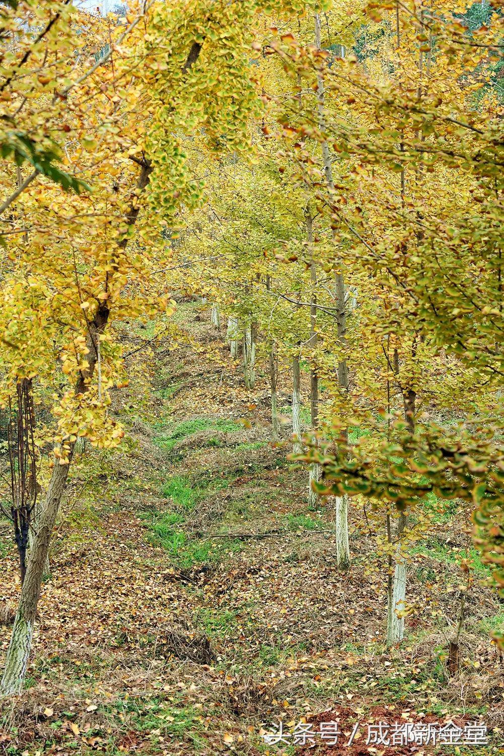 金堂秋色,秋天金堂十大必去景点