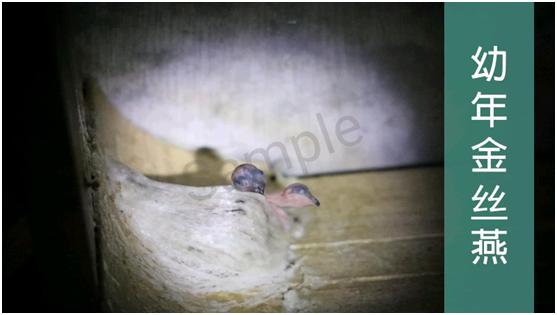 燕窝没有你想象中那样高不可攀,燕窝从古至今都备受欢迎的原因