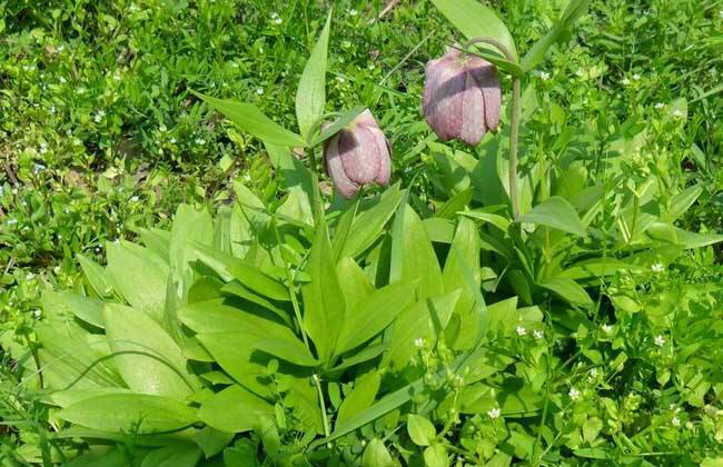 中药材川贝母鉴别,中药材川贝母溯源报告