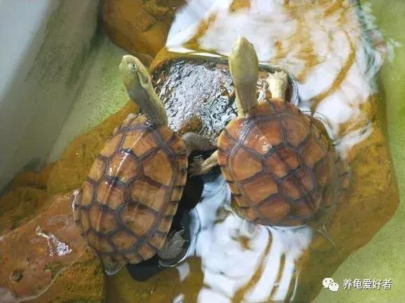 瑟瑟秋风之下，天气转凉，龟要怎样去照顾呢？