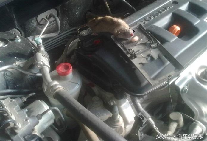 老鼠钻发动机,发动机进老鼠怎么预防