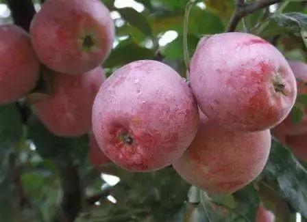 平遥十大必吃美食,平遥古城美食街区