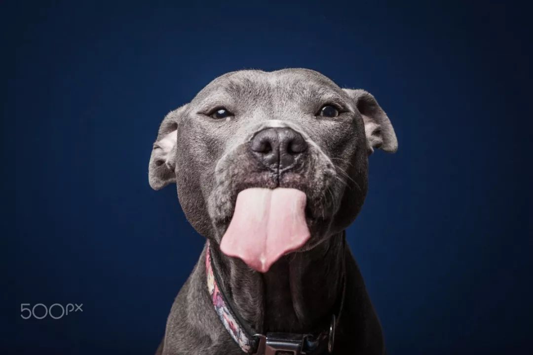 科学界公认狗狗致死9大杀手，你知道几个？