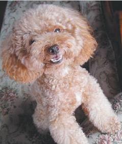 贵宾犬的毛发怎么养护,贵宾毛发变黄怎么改善