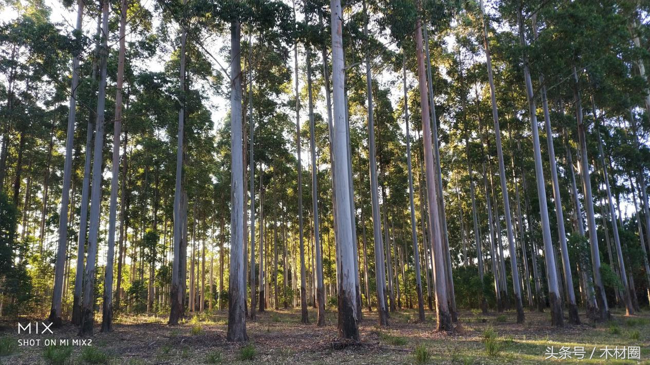 励扬木业的发展趋势,励扬木业