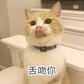 给猫咪打出脑震荡,男朋友把猫打死了