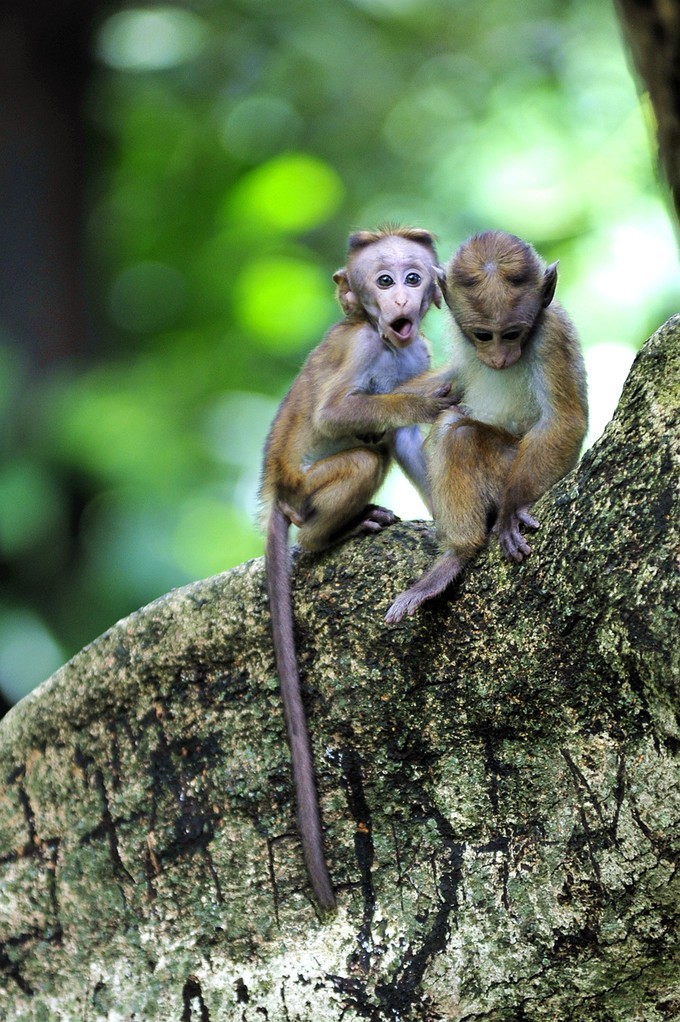 人文摄影斯里兰卡,锡兰风景