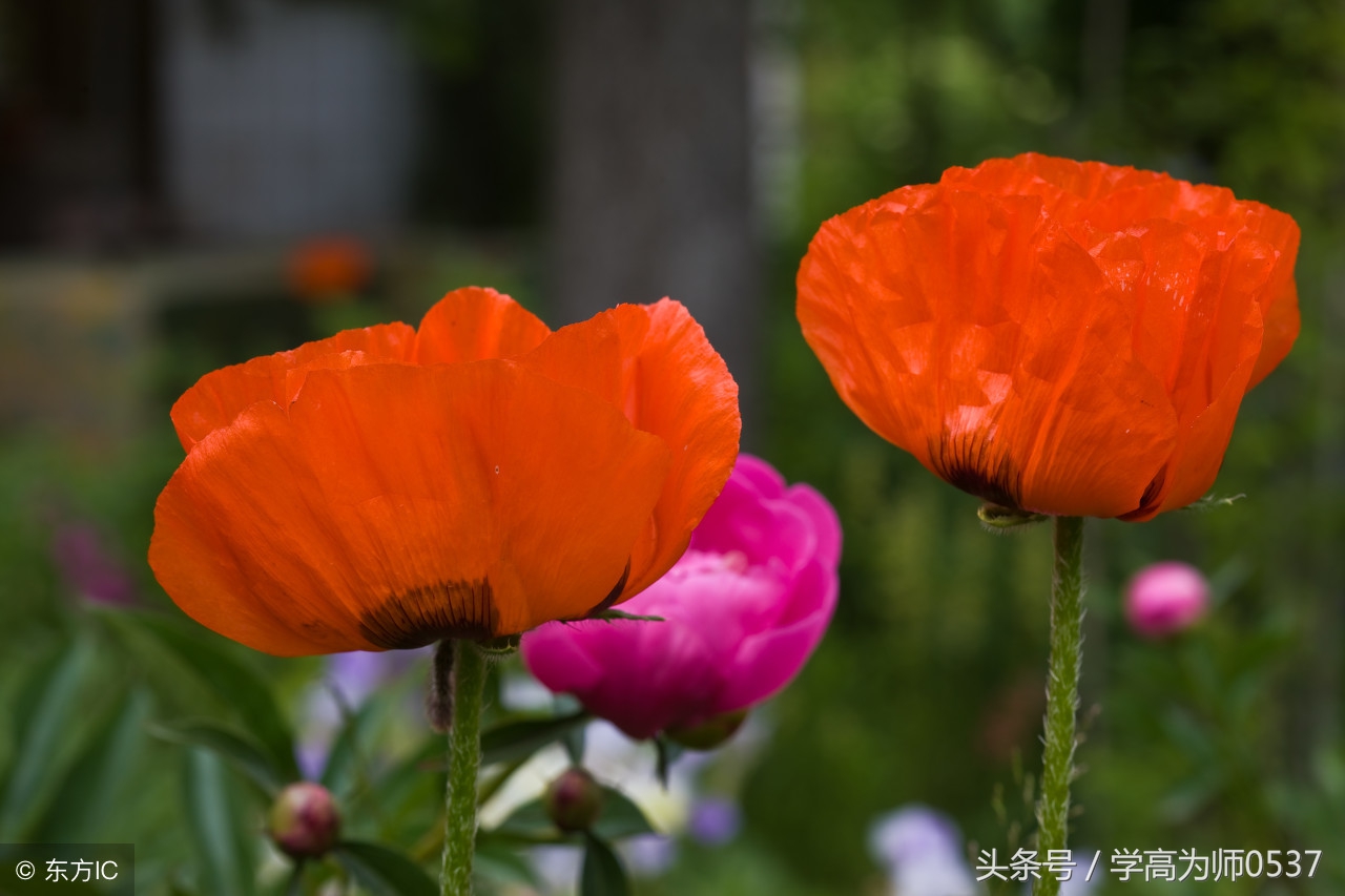 赞美花的古诗词名句,小学生必背古诗词75首写花