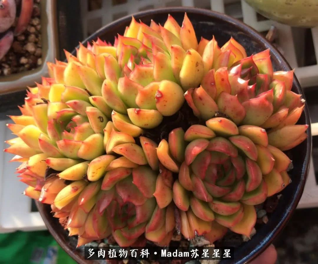 养多肉就是在不断折腾中寻找快乐,养多肉是我坚持做的最久的一件事