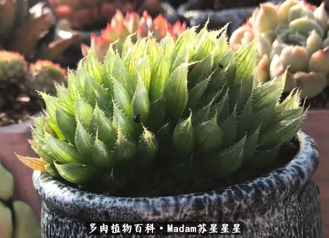 养多肉就是在不断折腾中寻找快乐,养多肉是我坚持做的最久的一件事