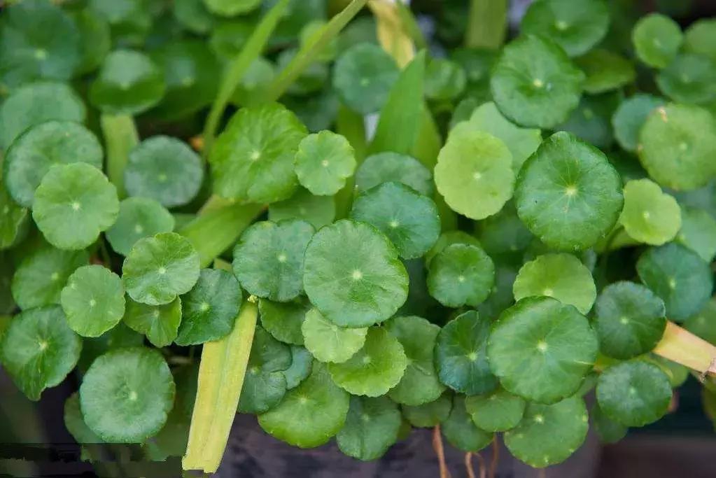 野菜功效,野菜功效介绍