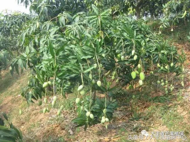 芒果果期主要病害,芒果结果太多如何疏果