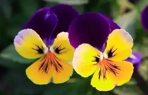 世界各国国花国鸟国树,世界各国的国花完整版