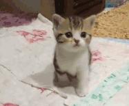 “如果被萌坏了,我帮你叫110救护车!”