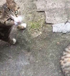 “如果被萌坏了,我帮你叫110救护车!”