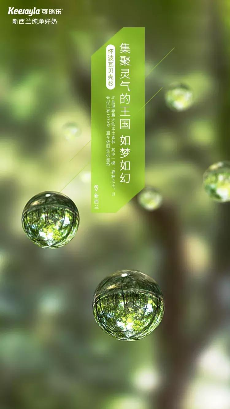 新西兰的奶粉与中国奶粉,新西兰奶粉一批