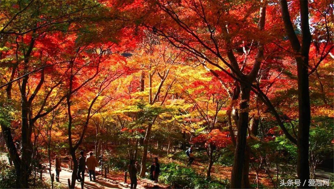 日本十大温泉胜地推荐,日本十大秘境温泉