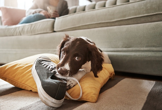 狗狗喜欢叼猫咪屎,狗狗喜欢叼自己的粑粑到碗里