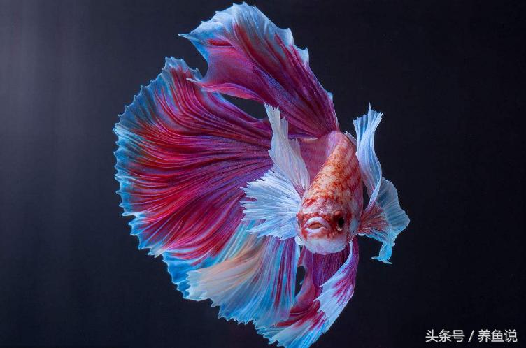 观赏鱼用药有哪些原则 (观赏鱼抗应激用量)