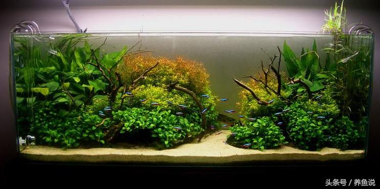 硝化细菌真的有用吗养鱼老道,鱼缸里硝化细菌能起到净水作用吗